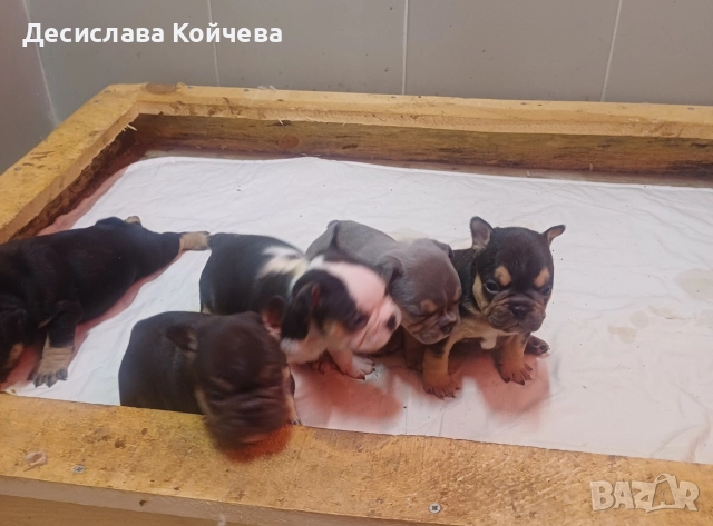 малки булдочета , снимка 3 - Френски булдог - 52907180