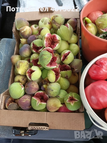 Продавам четири броя вкоренени резници от едра бяла смокиняя, снимка 2 - Разсади - 52710546