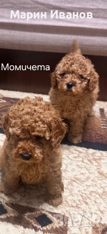 Мини пуделчета с две ваксини!