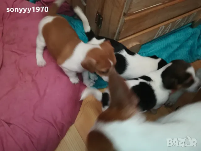 ДЖАК РЪСЕЛ-БЕБЕНЦА НА 40 ДЕНА 250ЛВ ЗА ЕДНО 3101251807, снимка 11 - Джак ръсел териер - 48909983