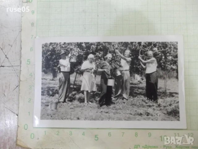 Снимка стара на пет българи в овощната градина в Америка