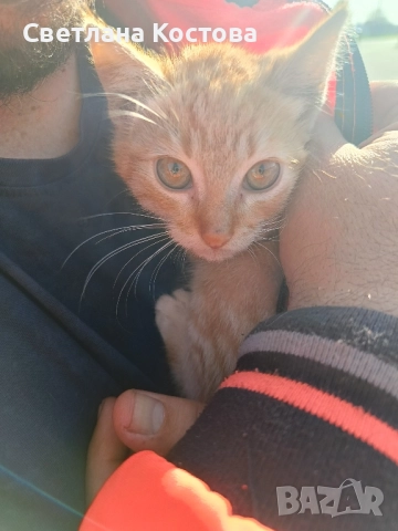 търсим спешно дом малко коте на два месеца, снимка 3 - Ангорски - 52506492