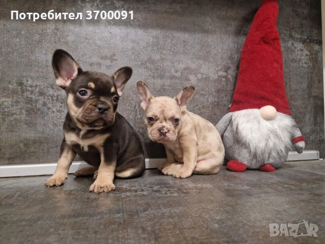 френски булдог/ булдочета, снимка 2 - Френски булдог - 52681586