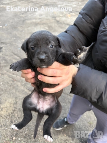 Малки кученца, снимка 5 - Питбул - 52839312