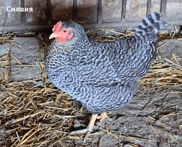 Сини яйца за излюпване , снимка 2 - други­ - 53204222