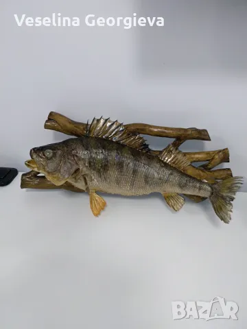 Сух препарат -  Костур, снимка 5 - Декорация за дома - 48766007