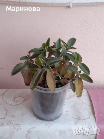 Стаен жен шен,каланхое, дърво на живота и мини скаличка, снимка 2 - Градински цветя и растения - 49531093