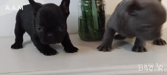 Черна  френска принцеса, снимка 12 - Френски булдог - 54112649