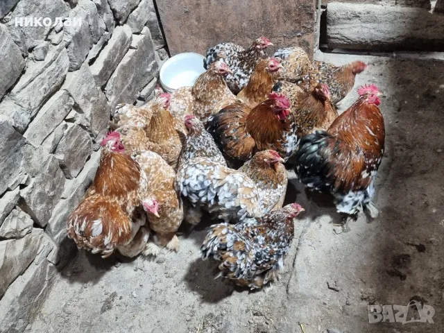 Продавам яйца от мини кохин порцелан, снимка 12 - други­ - 49700572