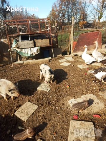 Виетнамски прасета, снимка 6 - Прасета - 52295661