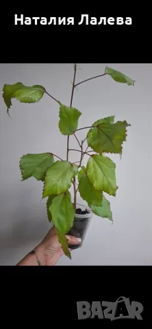 Хибискус, hibiscus apple blossom