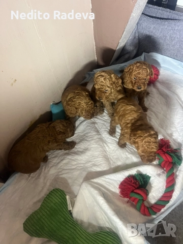 Той-teacup пудел , снимка 10 - Търси партньор - 52806986