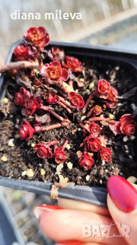 Червен седум Пурпурна Зима, Sedum spirium " Purpur Winter ", снимка 5 - Градински цветя и растения - 46784135