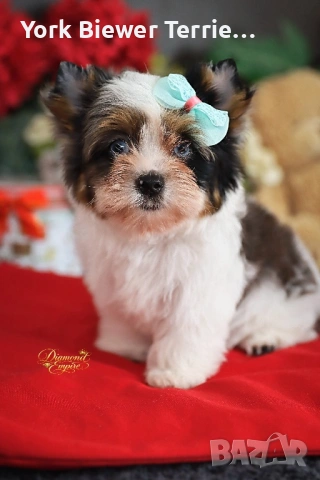 ЙоркшиРски ТериЕр! Пухкави Сладури с родословие за семейство с деца! Доставка 