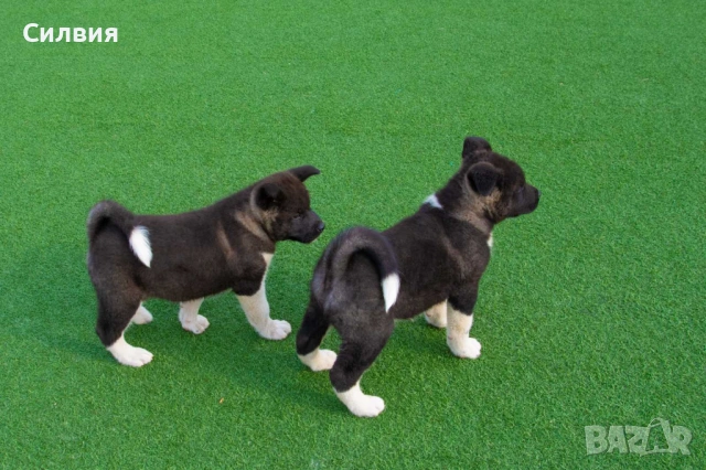 Американска акита, снимка 4 - Акита - 54275835