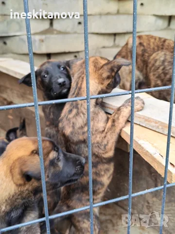 🐕 ПРОДАВАТ СЕ КУЧЕНЦА МАЛИНОА 🐕, снимка 2 - Белгийска овчарка - 56230855