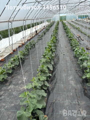 Стопанство за производство на зеленчуци, снимка 7 - Земеделска земя - 52690807