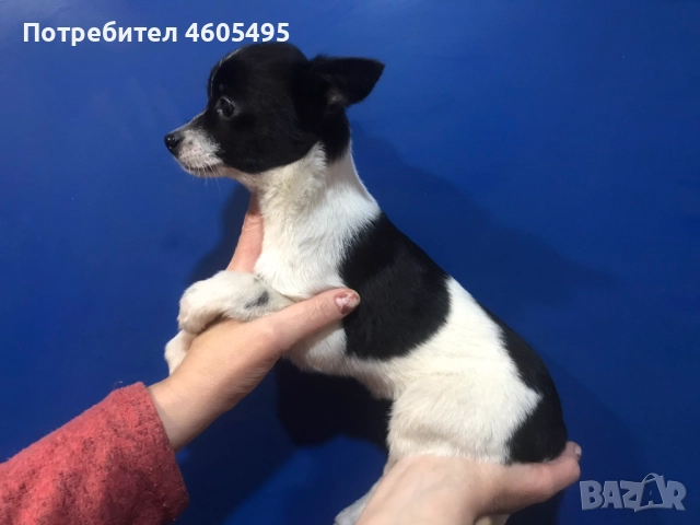 Мини ЧихуПинчери Арлекин, снимка 3 - Чихуахуа - 51854924