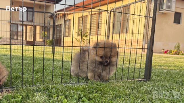 Померан , снимка 1