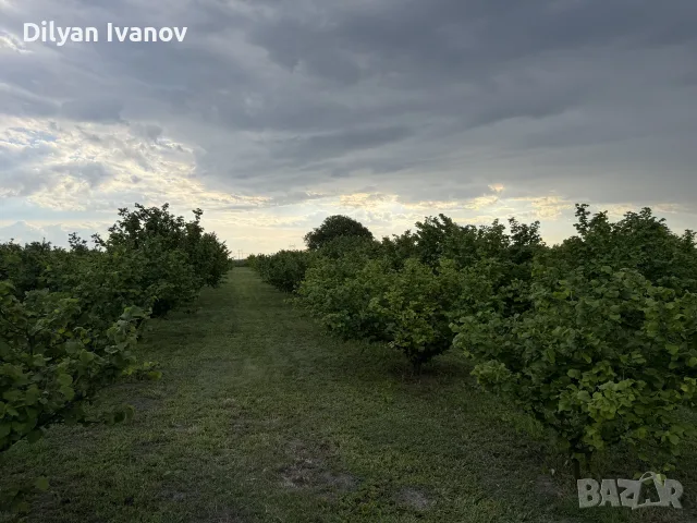 лешници от нашата градина реколта 2026, снимка 4 - Домашни продукти - 55849347