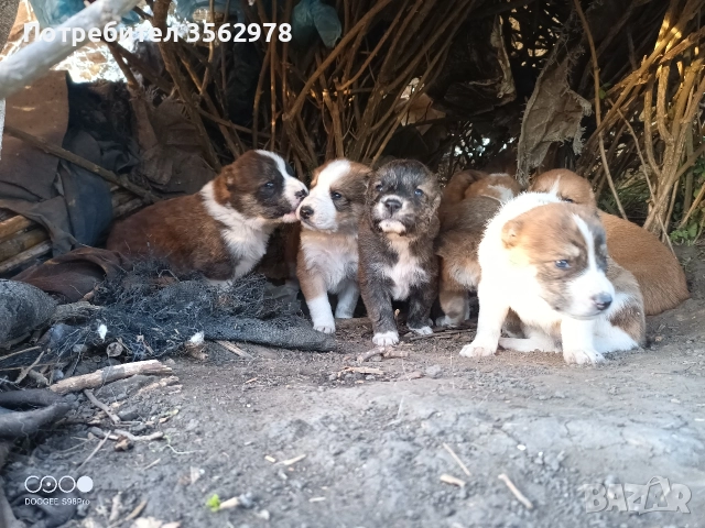 кученца кръстоска между каракачанка и алабай , снимка 6 - Други - 52578998