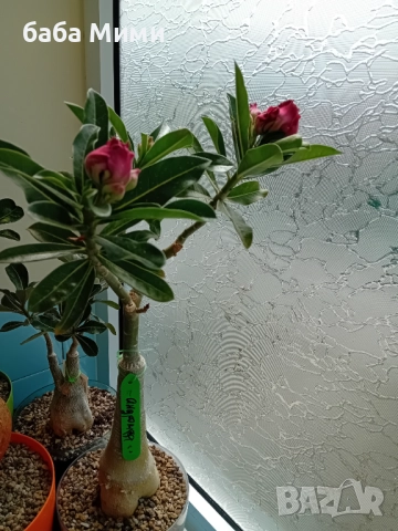 Адениум Андромеда