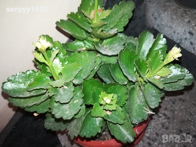 ЦВЕТЕ В САКСИЯ-КАЛАНХОЕ 1802240811, снимка 15 - Стайни растения - 44348275