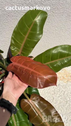 Philodendron 'Prince of Orange', снимка 2 - Стайни растения - 50201909