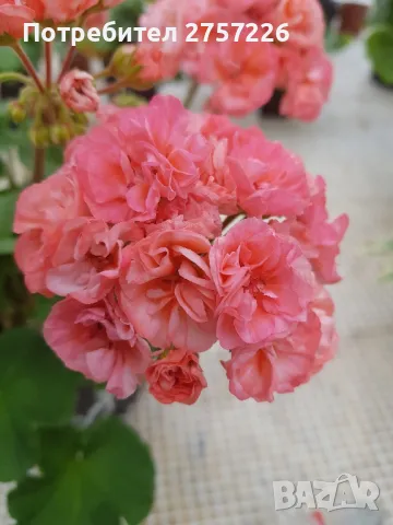 P.mormor, снимка 1