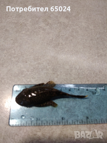 Анциструси. Пинсети, снимка 3 - Рибки - 44669417