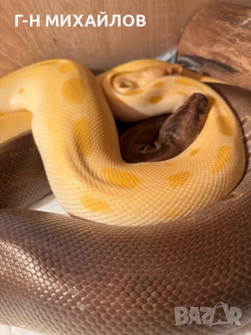 Питон , снимка 3 - Змии - 51557691