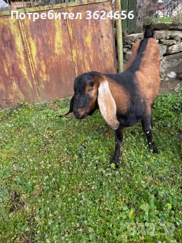 англо нубиийски пръч