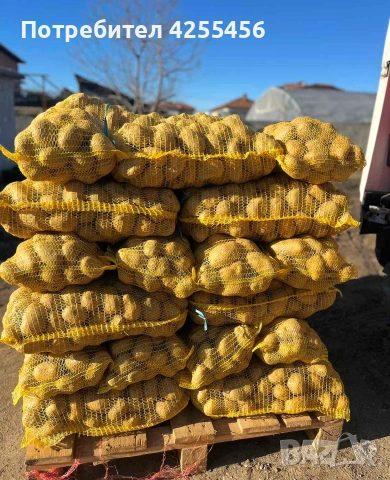 Продавам картофи , снимка 8 - Домашни продукти - 52225711