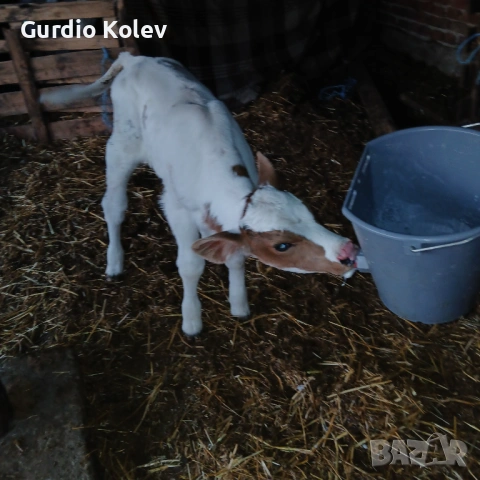 Телета , снимка 5 - Крави - 54296409