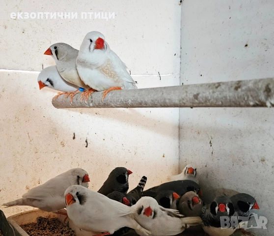 Джъмбо Амадини - Продавам