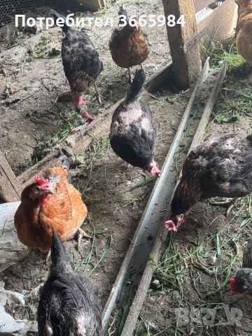 Продавам кокошки - харко и петли за клане, снимка 4 - Кокошки и пуйки - 54357452