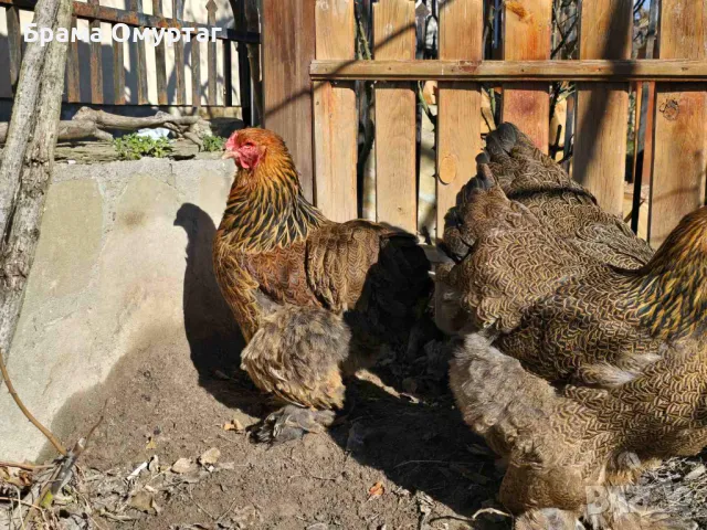 Продавам разплодни яйца от Яребична брама [Partridge Brahma], снимка 5 - Кокошки и пуйки - 50242203