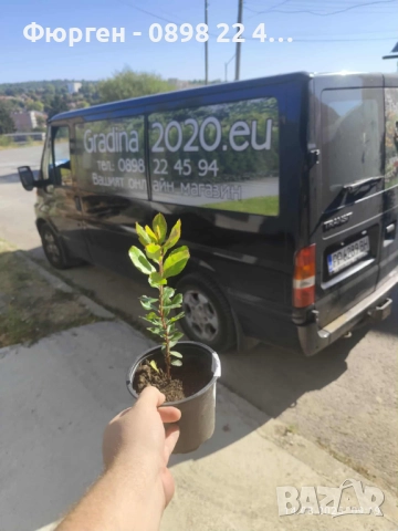 Ягодово дърво - Арбутус, снимка 12 - Разсади - 38115481