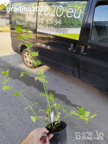 Хималайски храст(Himalayan honeysuckle), снимка 6 - Градински цветя и растения - 27492728