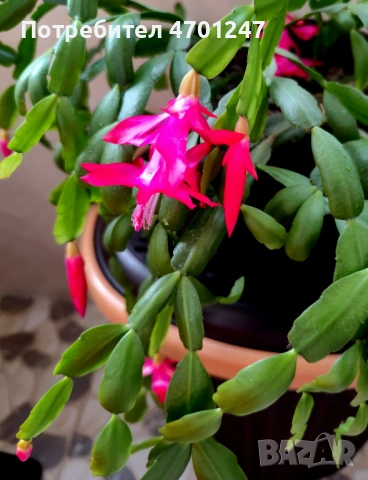 Коледниче-стайно растение, снимка 7 - Стайни растения - 53119893