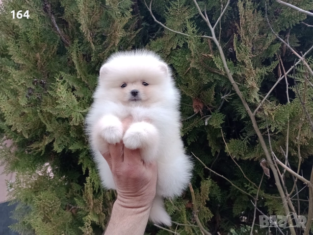 Мъжки и женски Померани. Реални снимки от 22.03.26 г. , снимка 8 - Померан - 53910902
