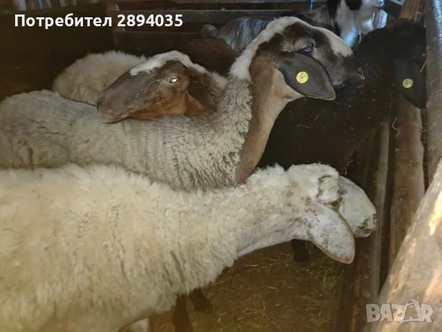 свободни цялото стадо , снимка 2 - Овце - 55973981