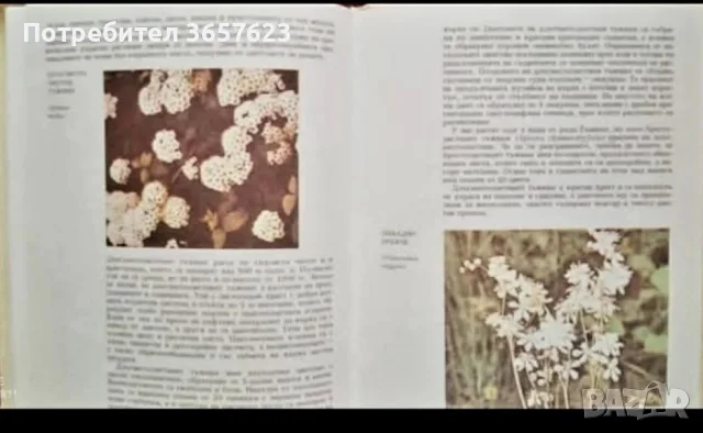 Атлас по ботаника, снимка 2 - Пътеводители, карти и атласи - 56266432