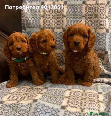 F1 Cavapoo кученца, снимка 1 - Други - 44498938