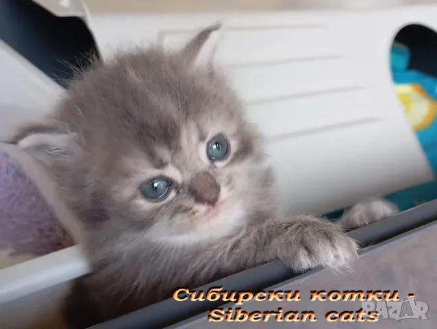 Сибирче, сибирска котка, сибирски котенца, сибирско коте, хипоалергично, синьо момиче, снимка 6 - Сибирски - 56163725
