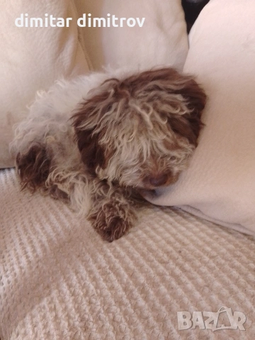 лагото романьоло , снимка 16 - Други - 52431390