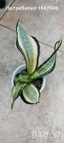 Мини сансевиера Twirl star