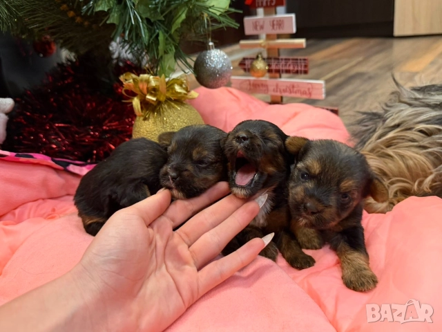 Мини йорки , снимка 3 - Йоркширски териер - 52832440