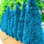 100 бр. семена кипарис синя елха бор сини иглолистни кипарисови дървета бонсай екзотични за декораци, снимка 15