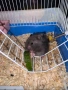 Syrian Hamster, снимка 3